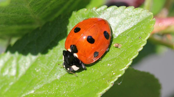 Взрослая семиточечная божья коровка (Coccinella septempunctata)