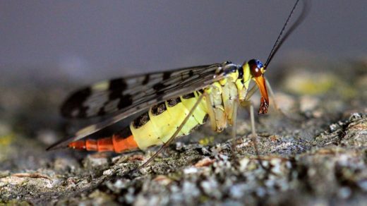 Скорпионница обыкновенная (лат. Panorpa communis), самка