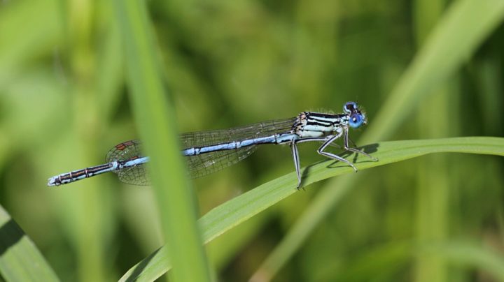 Стрекоза стрелка-девушка (Coenagrion puella), самец