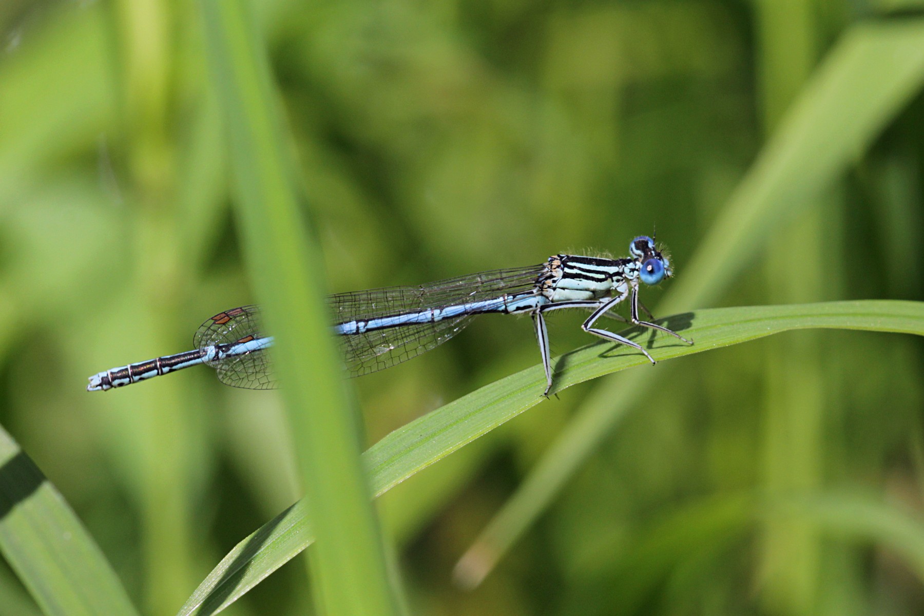 Стрекоза стрелка-девушка (Coenagrion puella), самец