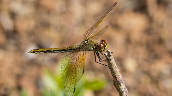 Стрекоза желтая (Sympetrum flaveolum), самка