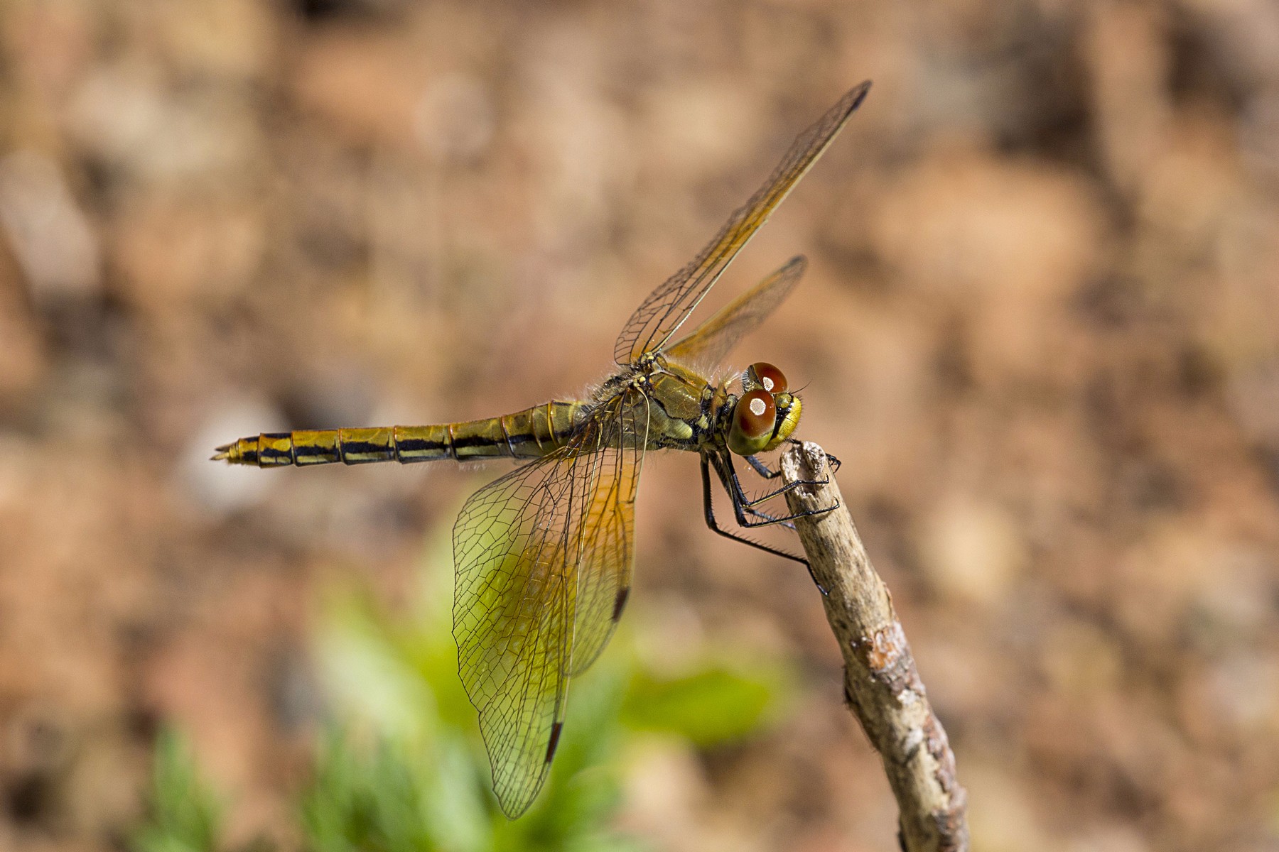 Стрекоза жёлтая Стрекоза желтая (Sympetrum flaveolum), самка