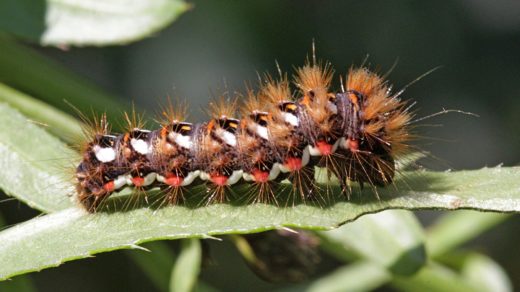 Гусеница щавелевой совки (стрельчатки, Acronicta rumicis)