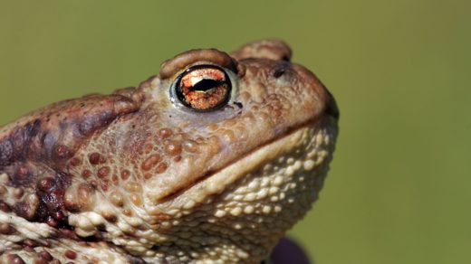 Жаба обыкновенная (серая жаба, коровница, лат. Bufo bufo)