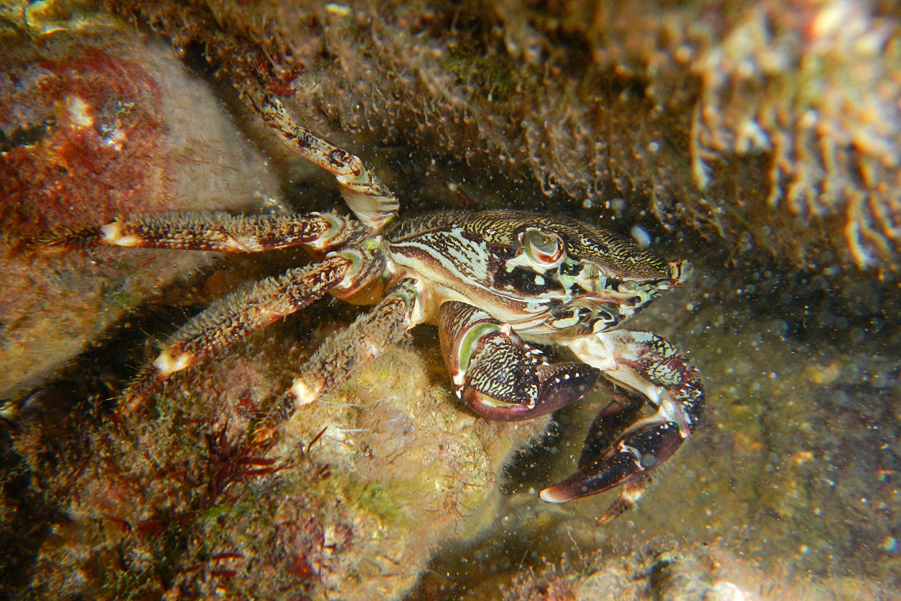 Черные крабы животные. Краб Pachygrapsus marmoratus. Мраморный краб Черноморский. Каменный краб черного моря. Мраморный краб черного моря.