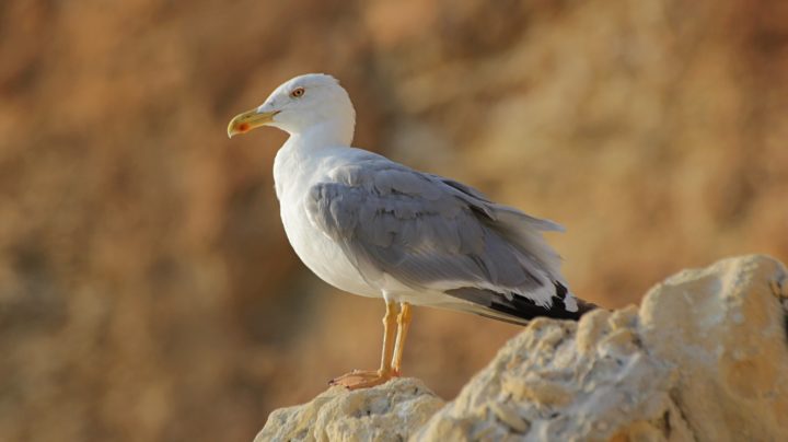 Средиземноморская чайка (Larus michahellis)