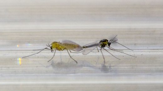 копуляция у комаров. самец комара с усами и комариная самка