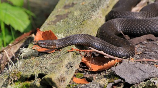 Обыкновенная гадюка (лат. Vipera berus)