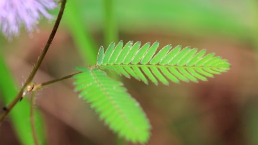 листочки мимозы стыдливой (лат. Mimosa pudica)