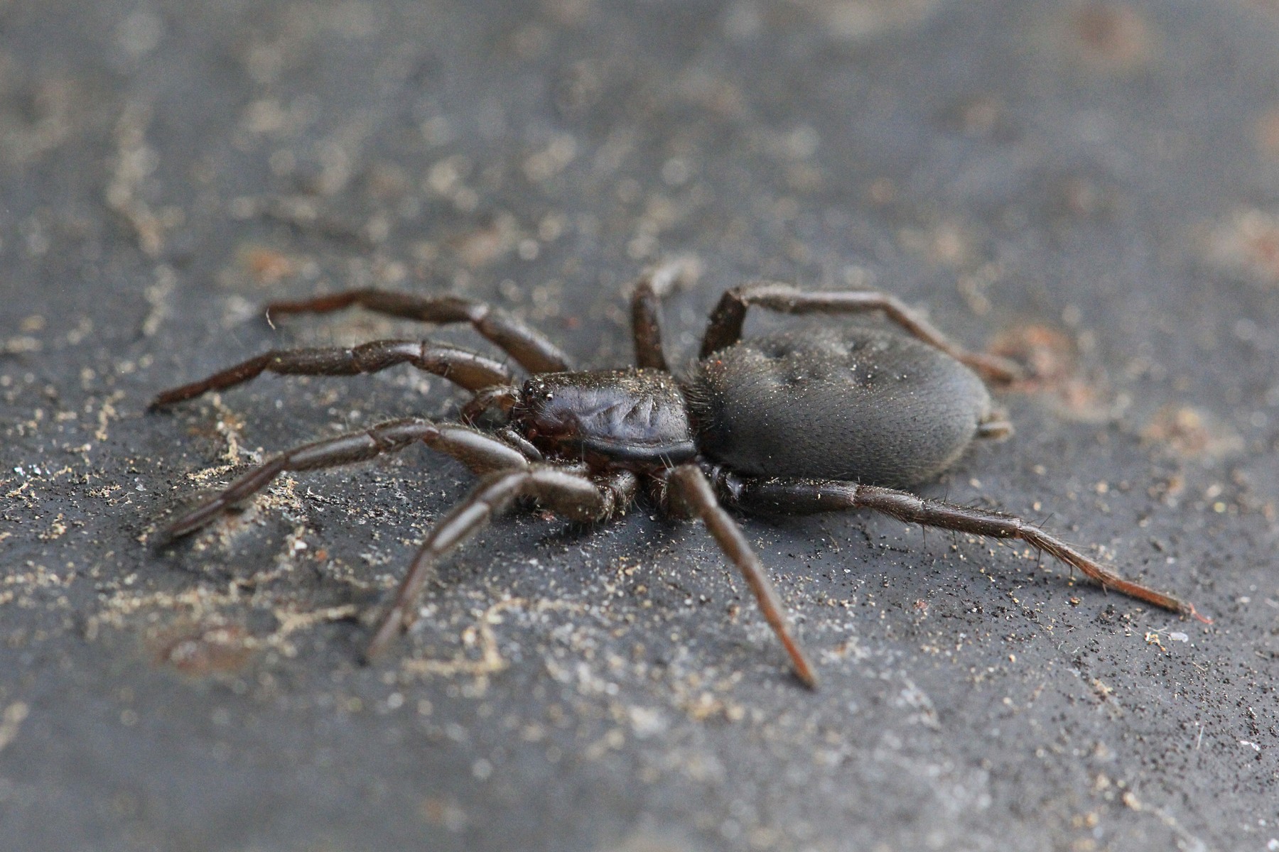 Гнафоза мышевидная (Gnaphosa muscorum)