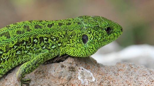 Ящерица прыткая (лат. Lacerta agilis), самец в брачном наряде