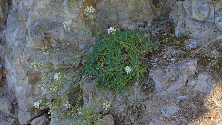 Шиверекия подольская (лат. Schivereckia podolica)