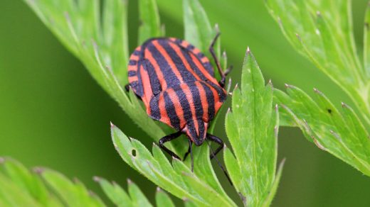 Щитник линейчатый (лат. Graphosoma lineatum)