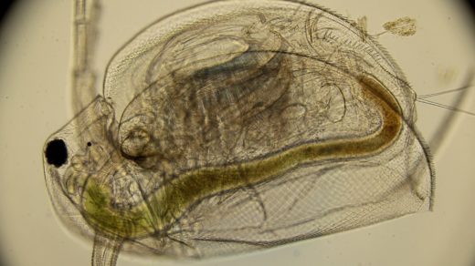 Большая дафния (лат. Daphnia magna), самка