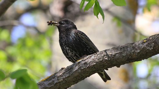 Скворец обыкновенный (лат. Sturnus vulgaris) с полным клювом насекомых