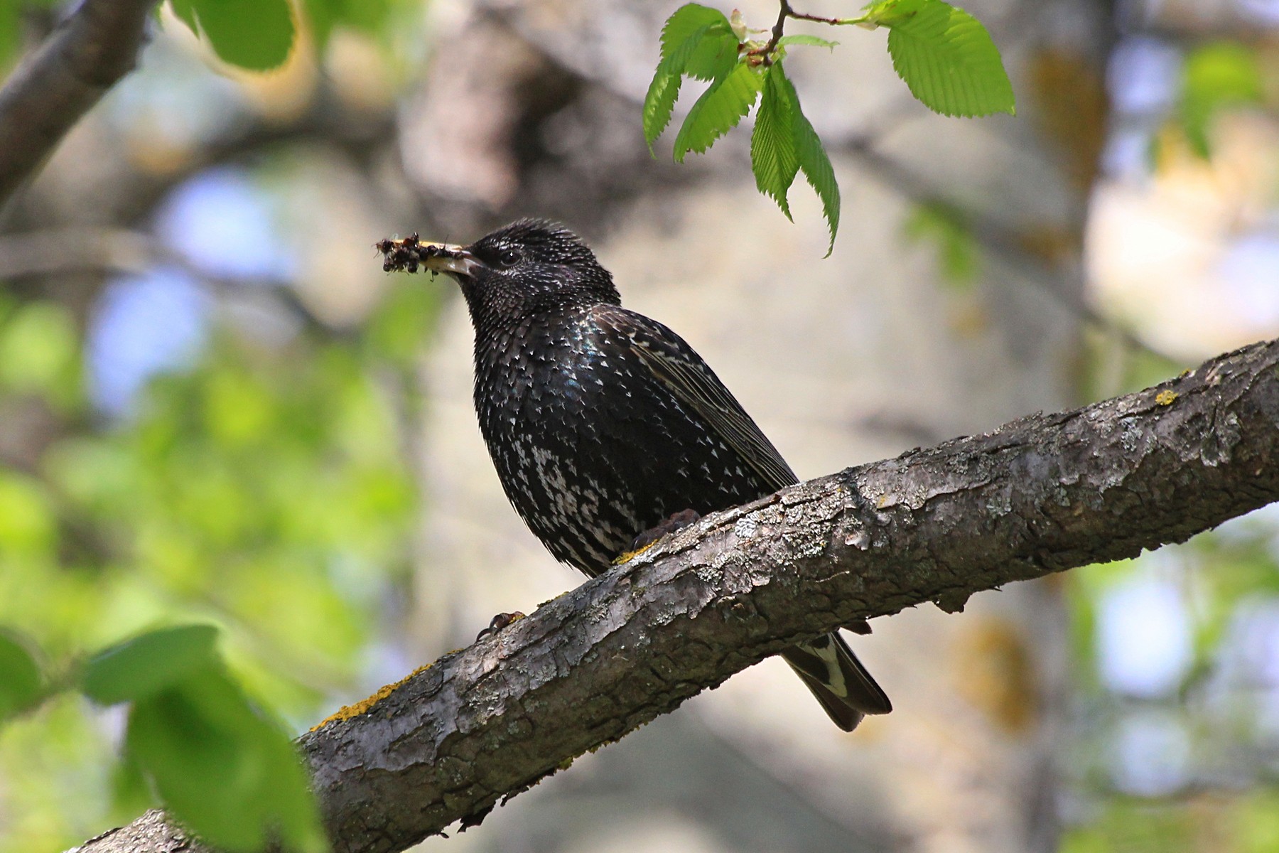 Скворец обыкновенный (лат. Sturnus vulgaris) с полным клювом насекомых