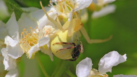 Цветочный паук Мизумена косолапая (лат. Misumena vatia), самец на брюшке самки