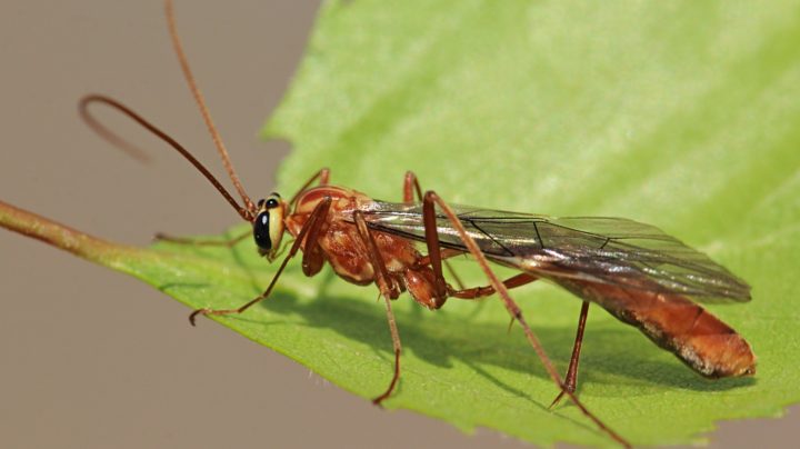 Наездник офион жёлтый (лат. Ophion luteus)