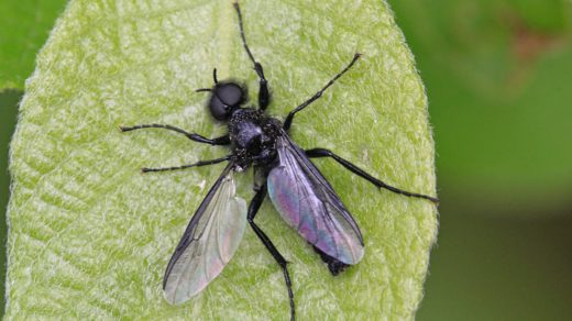 Муха чёрная, или муха апрельская, толстоножка Марка (лат. Bibio marci)