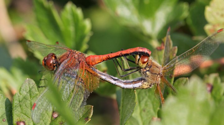 Копуляция у стрекозы жёлтой (лат. Sympetrum flaveolum)