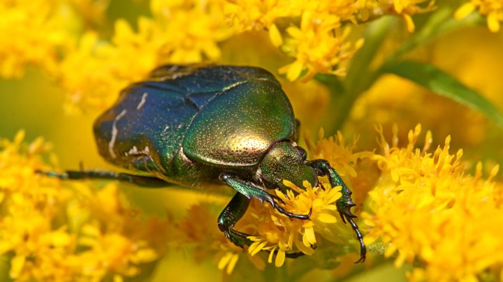 Бронзовка обыкновенная (лат. Cetonia aurata) на цветках золотарника