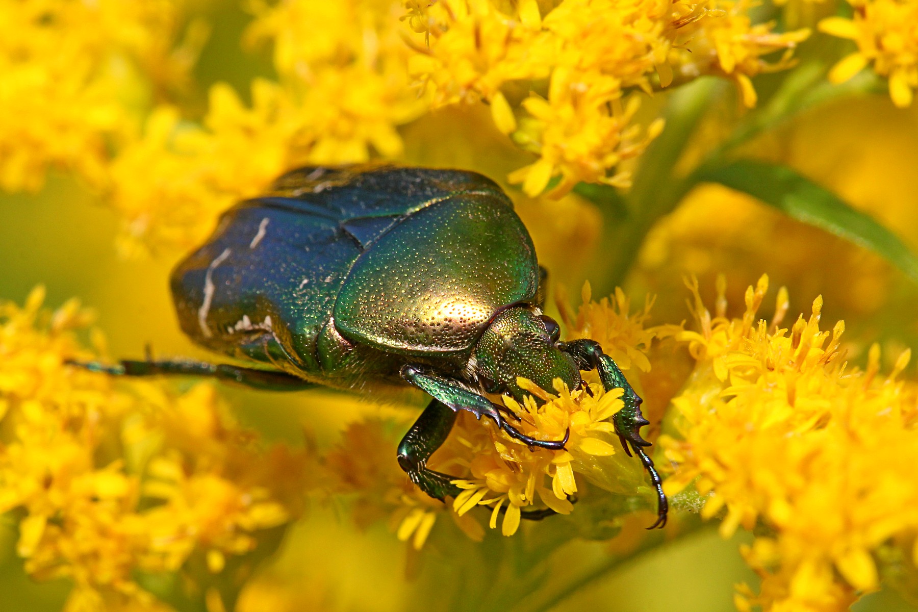 Бронзовка обыкновенная (лат. Cetonia aurata) на цветках золотарника