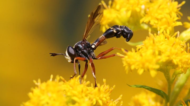 Вздутоголовка (лат. Physocephala) на цветке золотарника