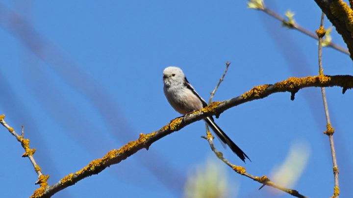 Длиннохвостая синица, или ополовник (лат. Aegithalos caudatus)