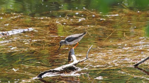 Мородунка (лат. Xenus cinereus)