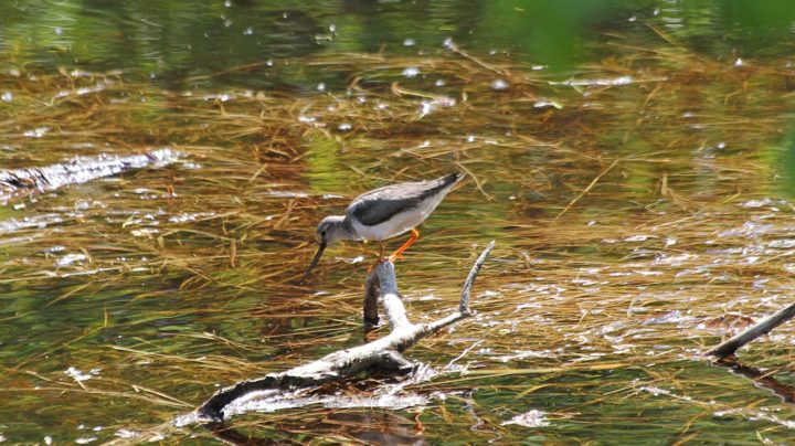 Мородунка (лат. Xenus cinereus)