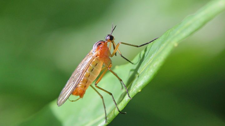 Желтоспинный толкунчик (лат. Empis stercorea)