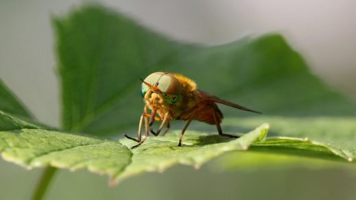 Слепень Сильвий золотистый (Silvius alpinus), самец