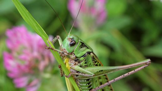 Кузнечик серый, или пёстрый кузнечик (лат. Decticus verrucivorus), самец