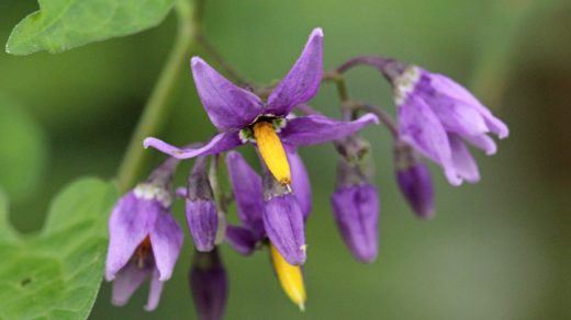 Паслён сладко-горький (лат. Solanum dulcamara)