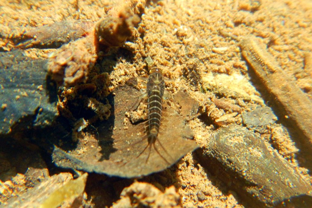 личинка подёнки (лат. Ephemeroptera) под водой