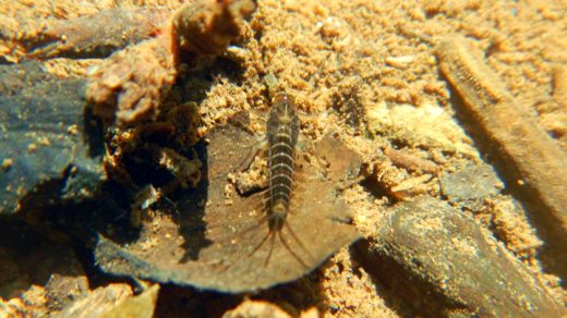 личинка подёнки (лат. Ephemeroptera) под водой