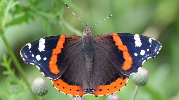 Адмирал (лат. Vanessa atalanta)