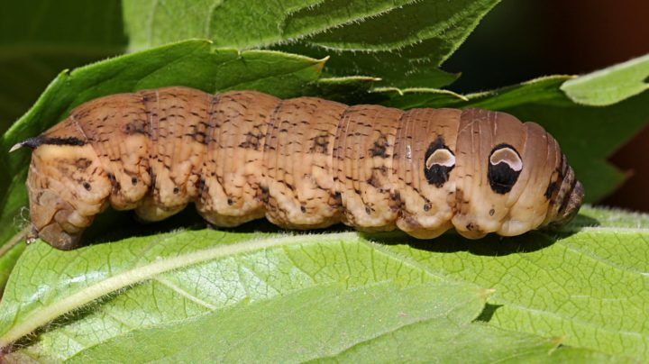 Гусеница бражника винного (Deilephila elpenor)