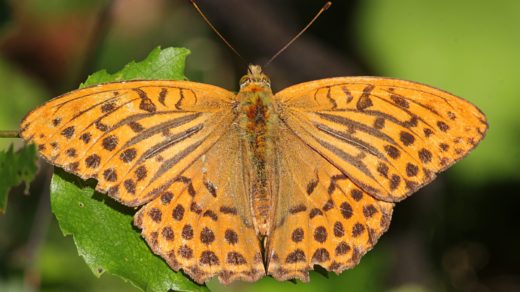 Перламутровка большая (лат. Argynnis paphia), ♂ самец