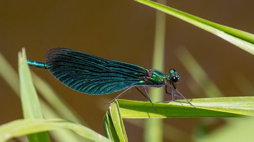 Красотка-девушка (лат. Calopteryx virgo), ♂ самец