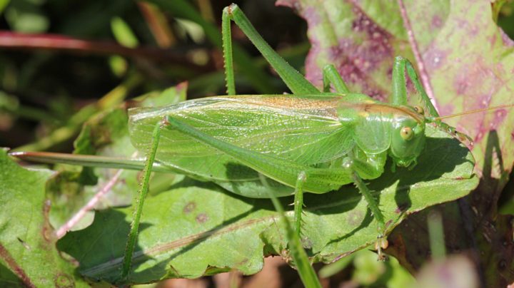 Кузнечик певчий (лат. Tettigonia cantans), ♀ самка