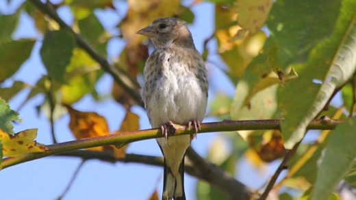 Черноголовый (обыкновенный) щегол (лат. Carduelis carduelis), молодая особь