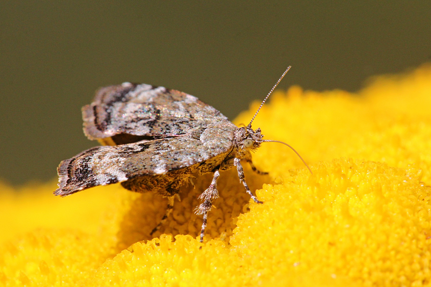 Молелистовёртка берёзовая Молелистовёртка берёзовая (лат. Choreutis diana) на цветке пижмы