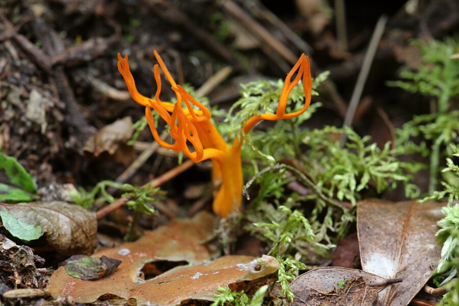 Калоцера клейкая, или оленьи рожки, рогатик (лат. Calocera viscosa) - оранжево-жёлтый гриб, формой напоминающий ветвящиеся веточки или рога оленя