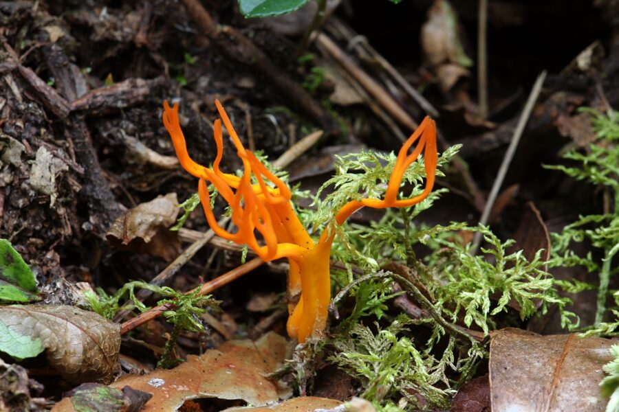 Калоцера клейкая, или оленьи рожки, рогатик (лат. Calocera viscosa) - оранжево-жёлтый гриб, формой напоминающий ветвящиеся веточки или рога оленя