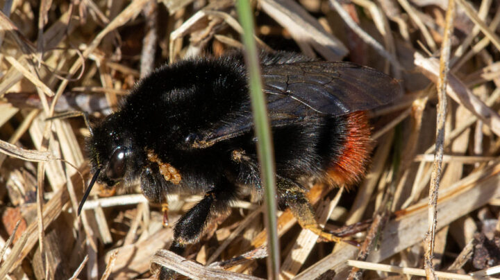 Каменный шмель (Bombus lapidarius) ♀