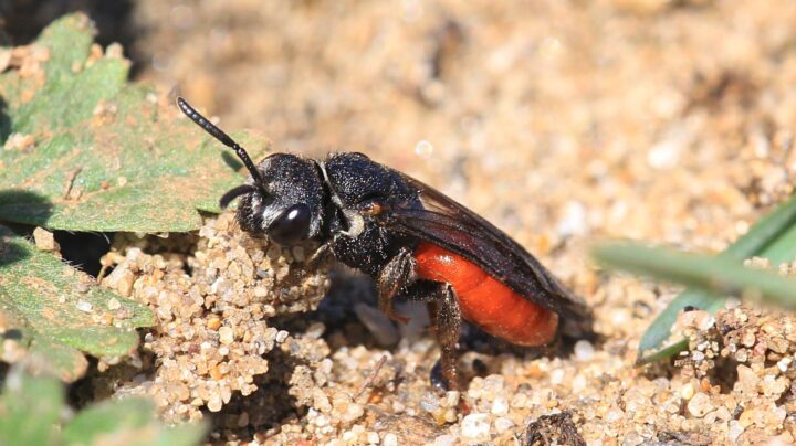 Sphecodes albilabris