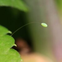 Зелёное яйцо златоглазки (chrysopidae) на стебельке-ниточке тоньше волоса, прикреплённое к листочку, на котором кормится тля