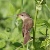 Садовая камышовка (лат. Acrocephalus dumetorum)