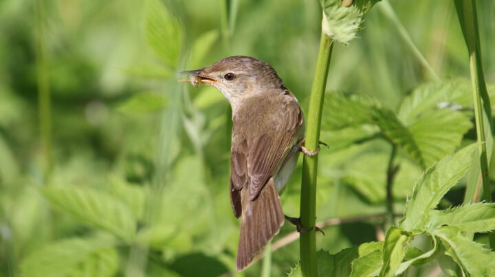 Садовая камышовка (лат. Acrocephalus dumetorum)